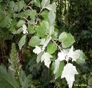 Populus alba|white poplar|Salicaceae –
